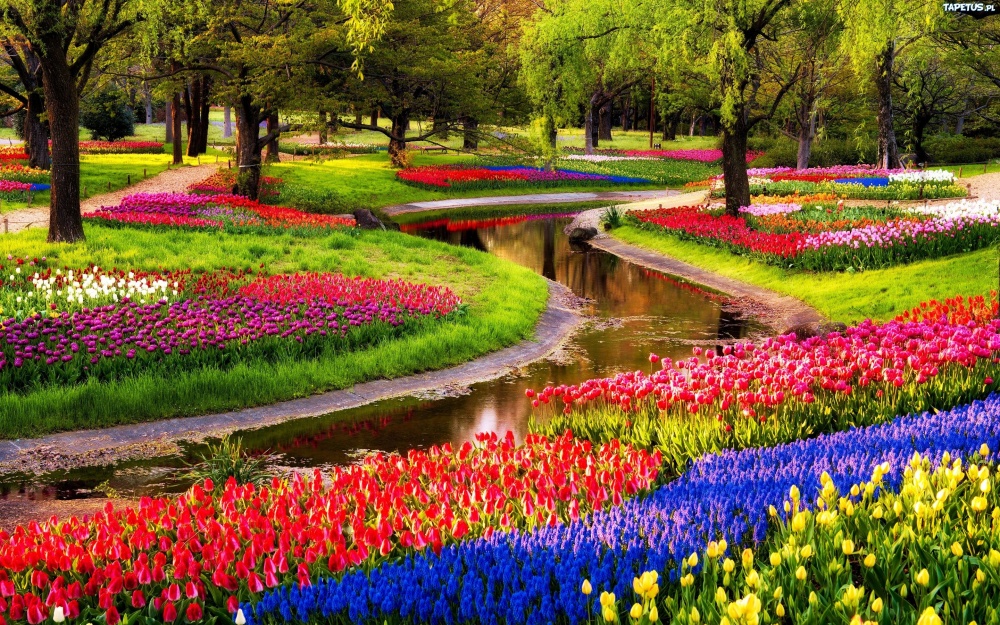 7260560-1000-1457700452-Keukenhof