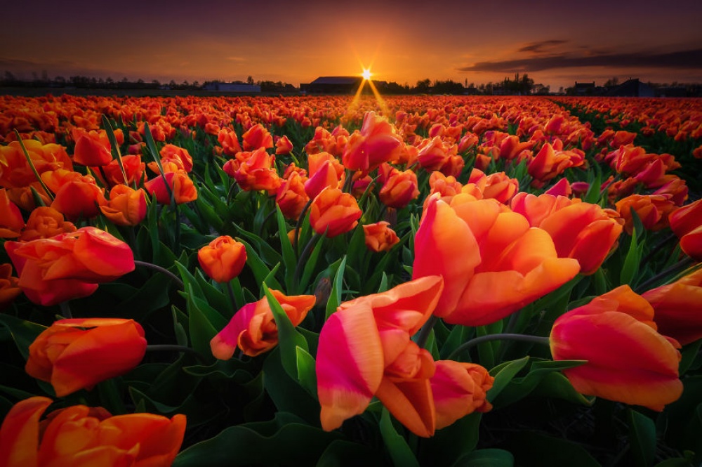 7261010-1000-1457700452-my-home-the-netherlands-in-40-beautiful-photos-28__880