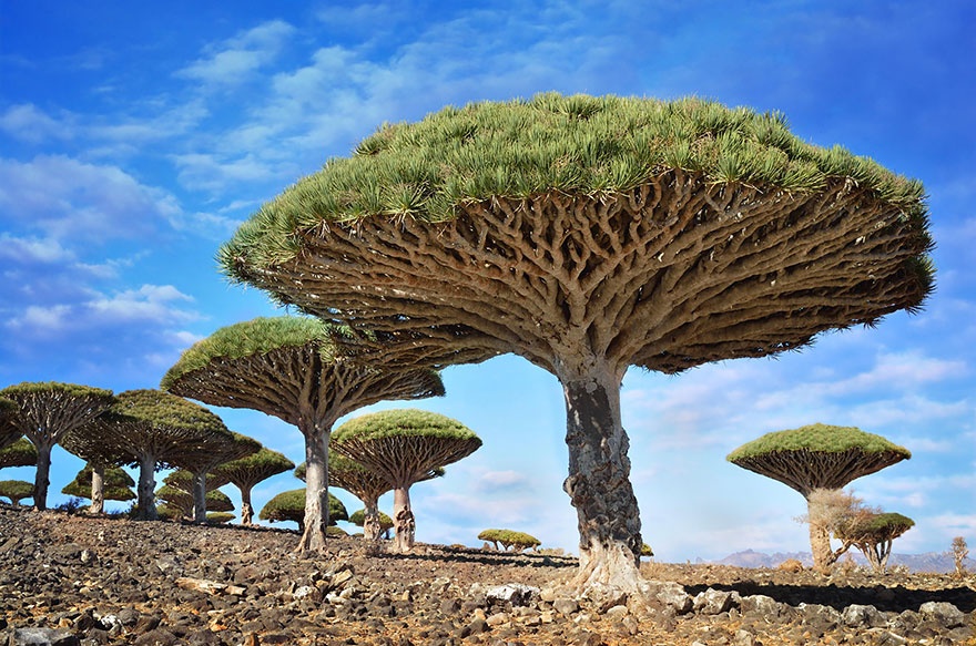 7530160-R3L8T8D-880-amazing-trees- arbres
