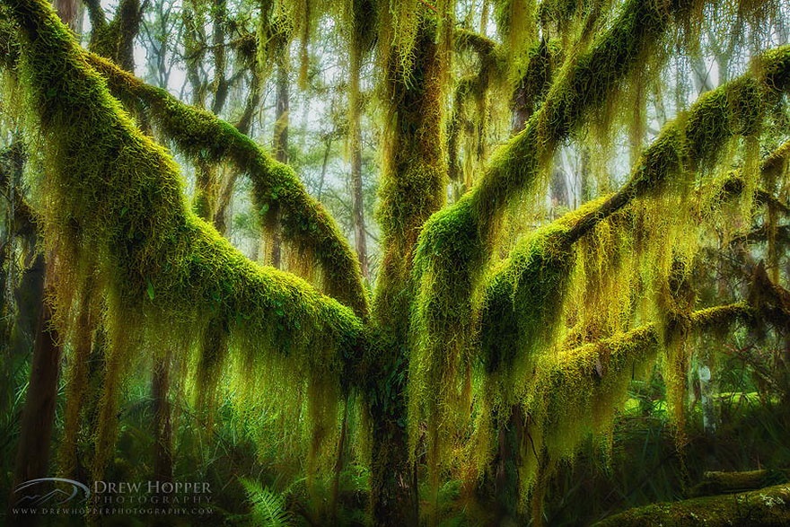 7530360-R3L8T8D-880-amazing-trees- arbres