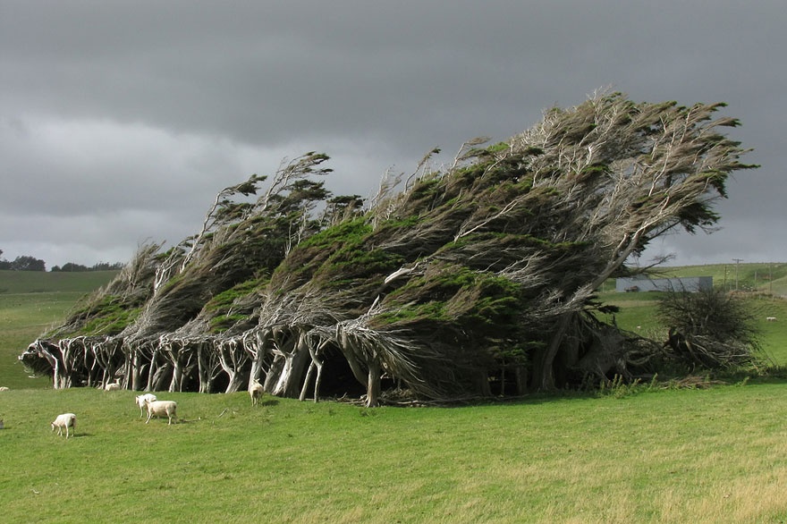 7530410-R3L8T8D-880-amazing-trees- arbres