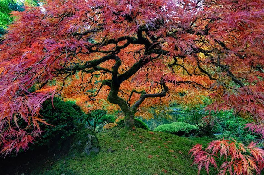 7530610-R3L8T8D-880-amazing-trees- arbres