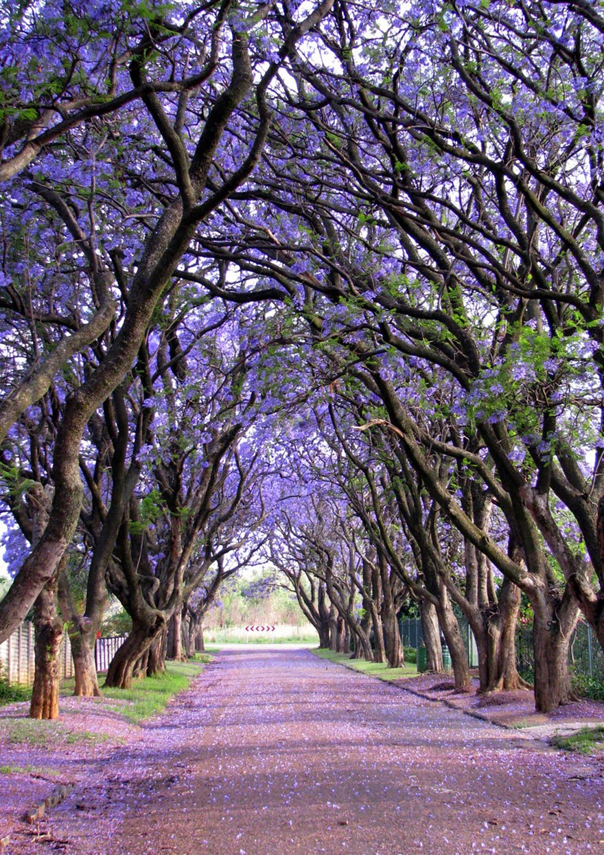 7530760-R3L8T8D-880-amazing-trees-9