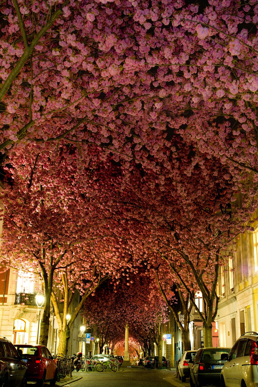 7530860-R3L8T8D-880-amazing-trees- arbres
