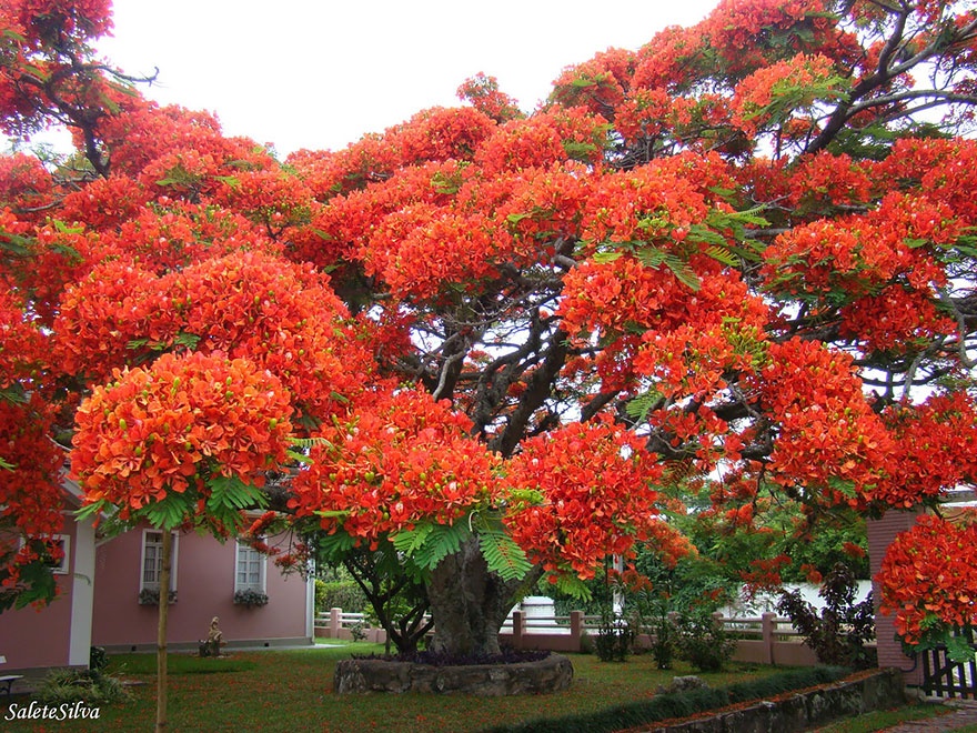 7530910-R3L8T8D-880-amazing-trees- arbres