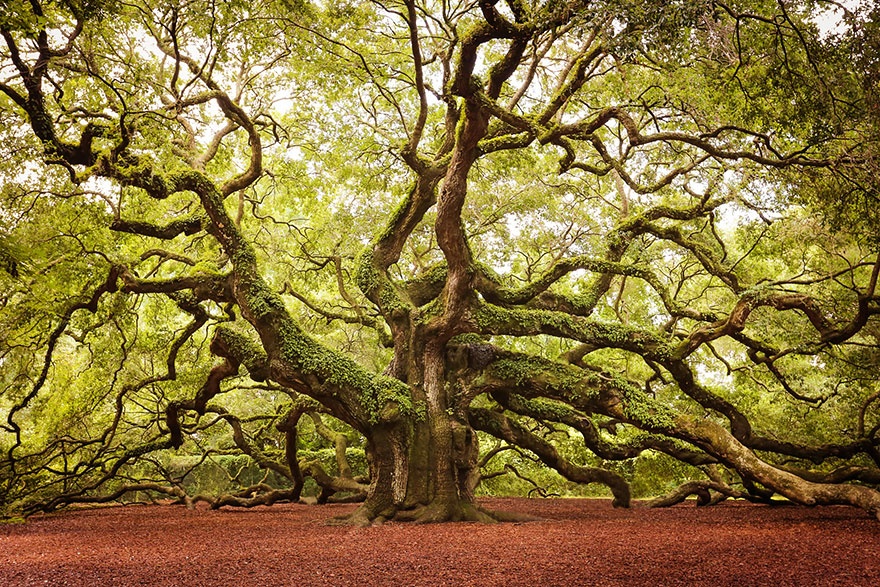 7531010-R3L8T8D-880-amazing-trees-arbres 