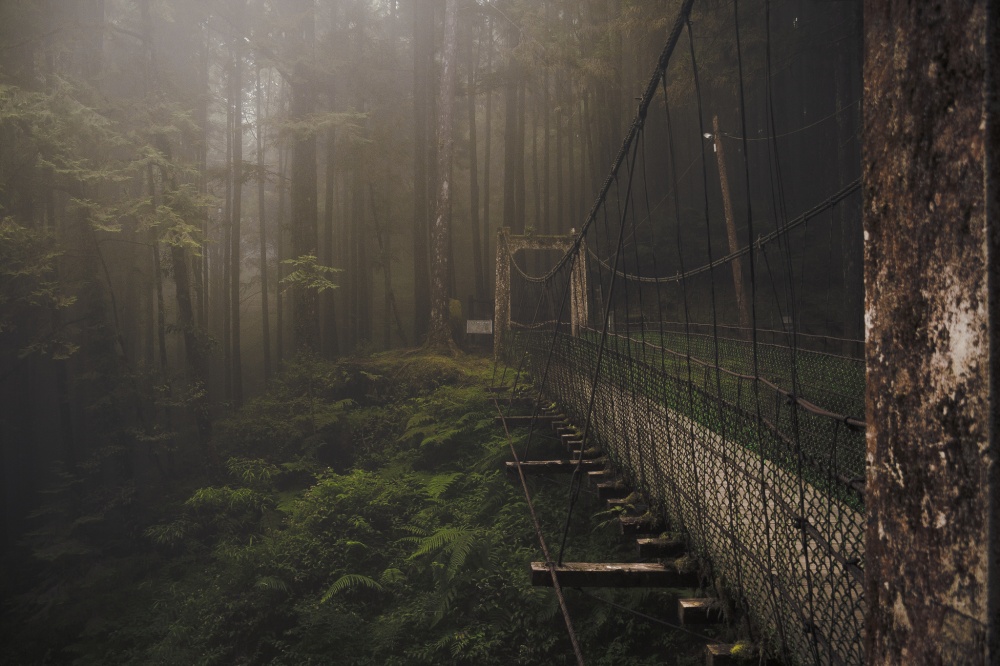 8827660-R3L8T8D-1000-forest-bridge-at-the-alishan-mountain-taiwan-by-kent-2012