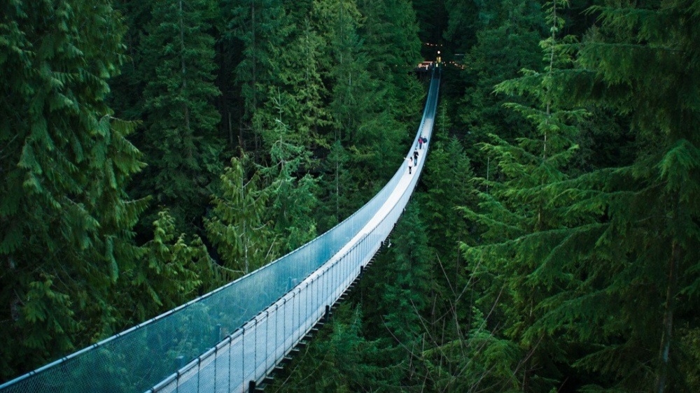 8828260-R3L8T8D-1000-nature_trees_forests_bridges_rope_bridge_pine_1920x1080_58605