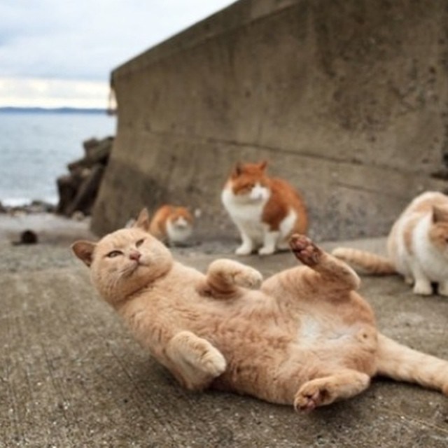 Illustration : Aoshima- l'île gouvernée par les chats
