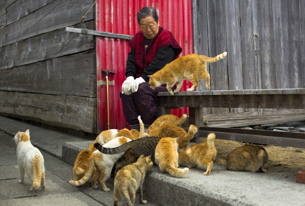 Cats surround a local woman on Aoshima Island in Ehime prefecture in southern Japan February 25, 2015. An army of cats rules the remote island in southern Japan, curling up in abandoned houses or strutting about in a fishing village that is overrun with felines outnumbering humans six to one. Picture taken February 25, 2015. To match story JAPAN-CATS/ REUTERS/Thomas Peter (JAPAN - Tags: SOCIETY ANIMALS TRAVEL)