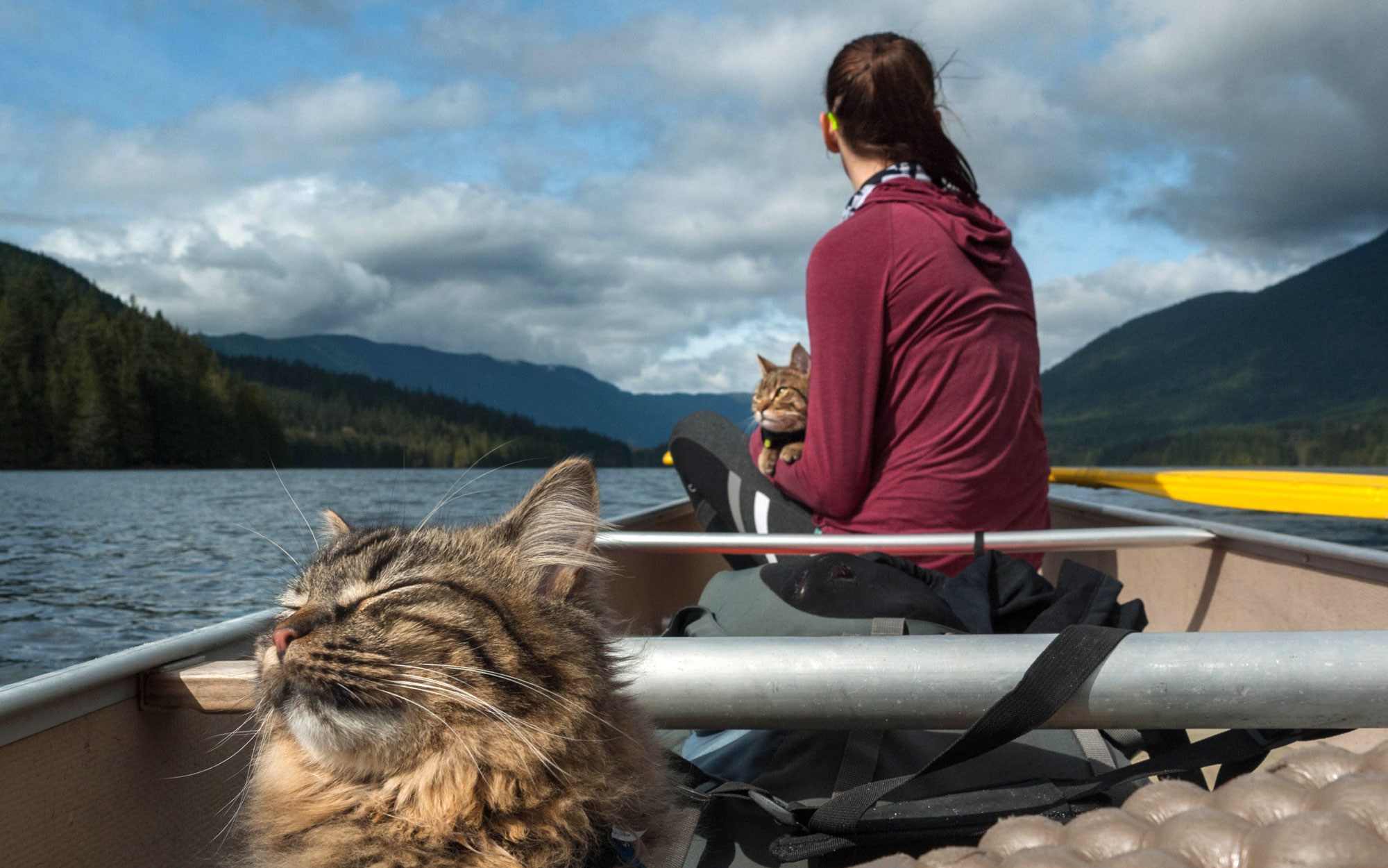 Boat-Trip-Cats-voyager avec un chat