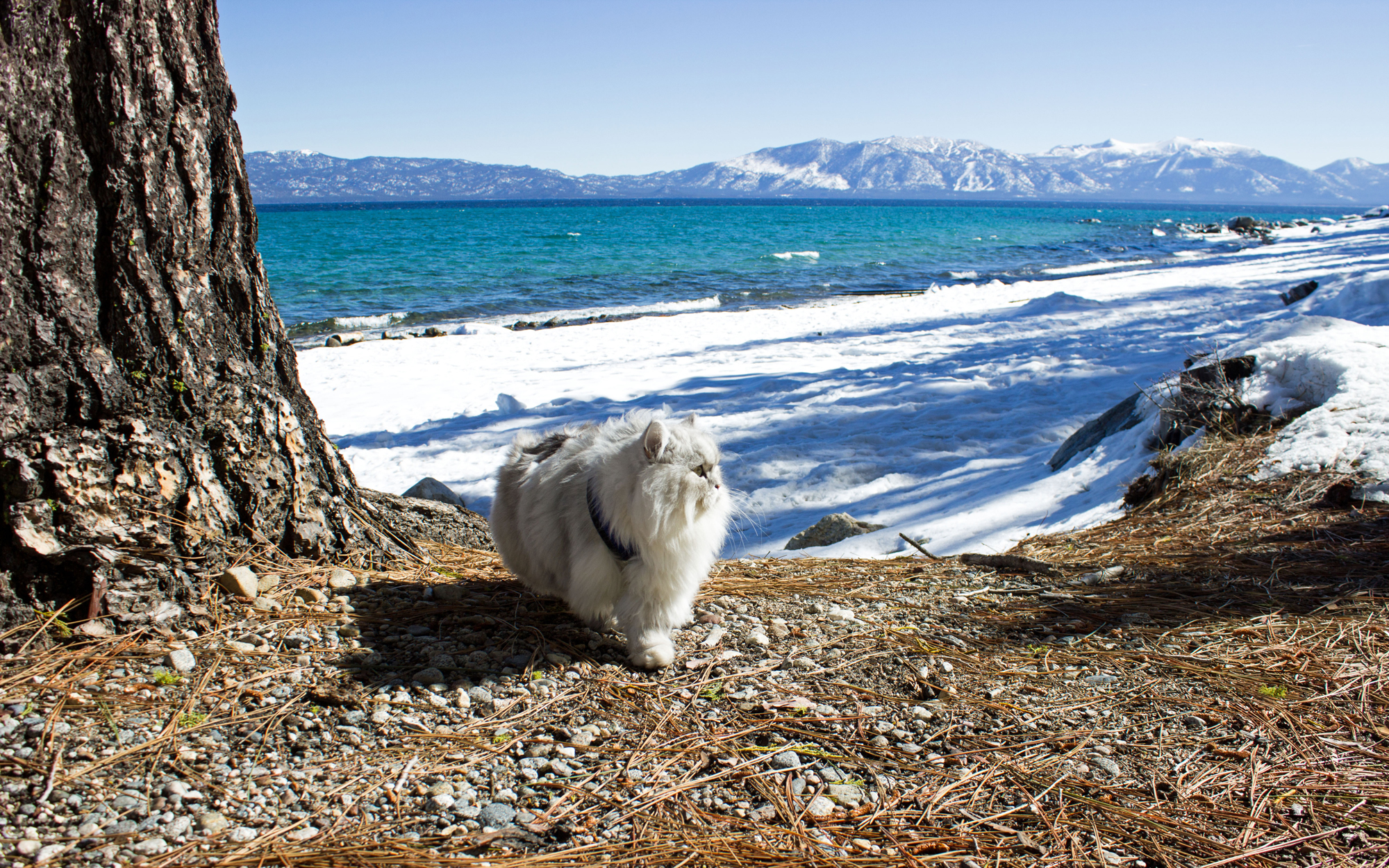 Glacier-park-Cats-CATRAVEL0516