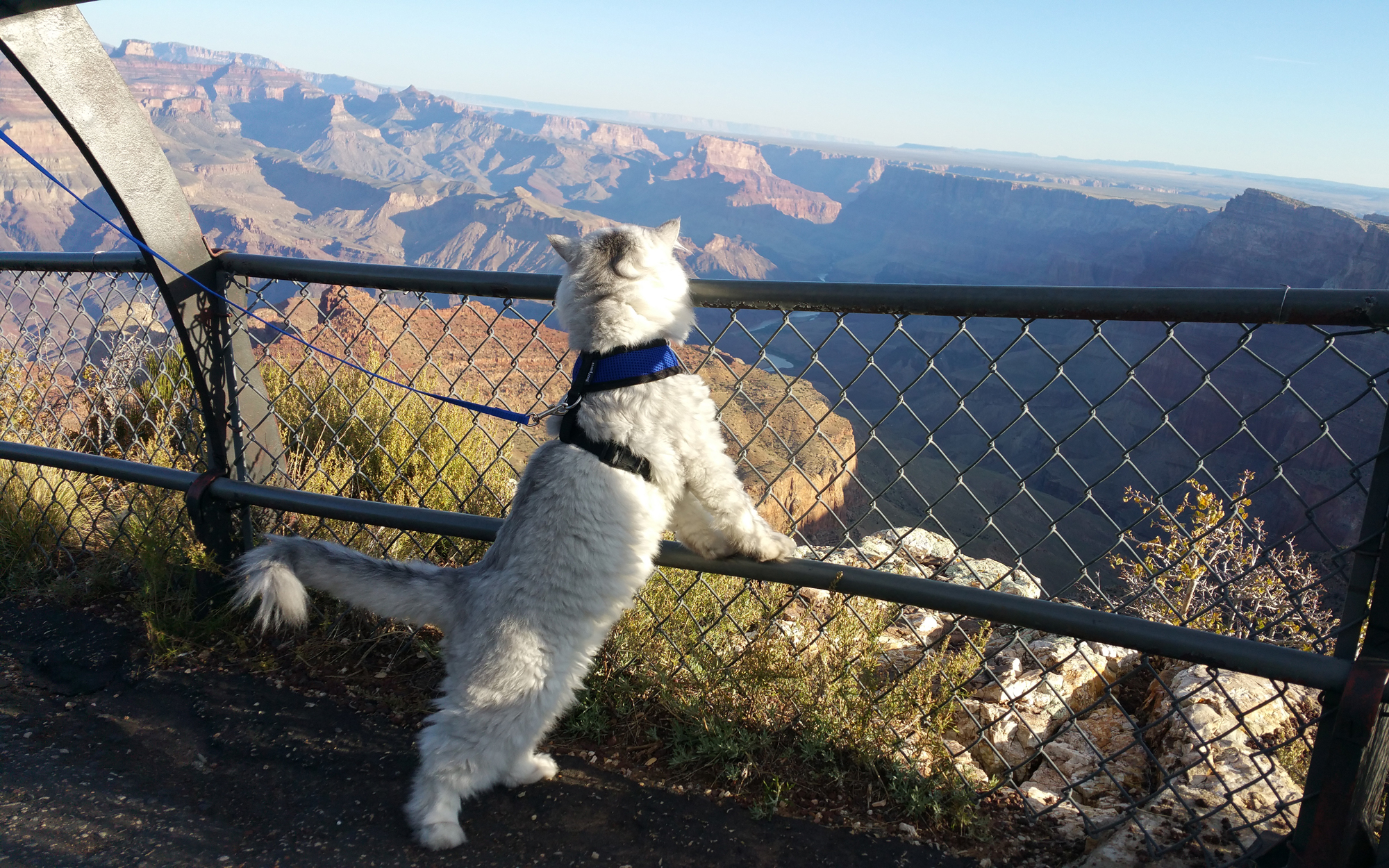 Grand-Canyon-Cats-CATRAVEL0516 voyager avec un chat