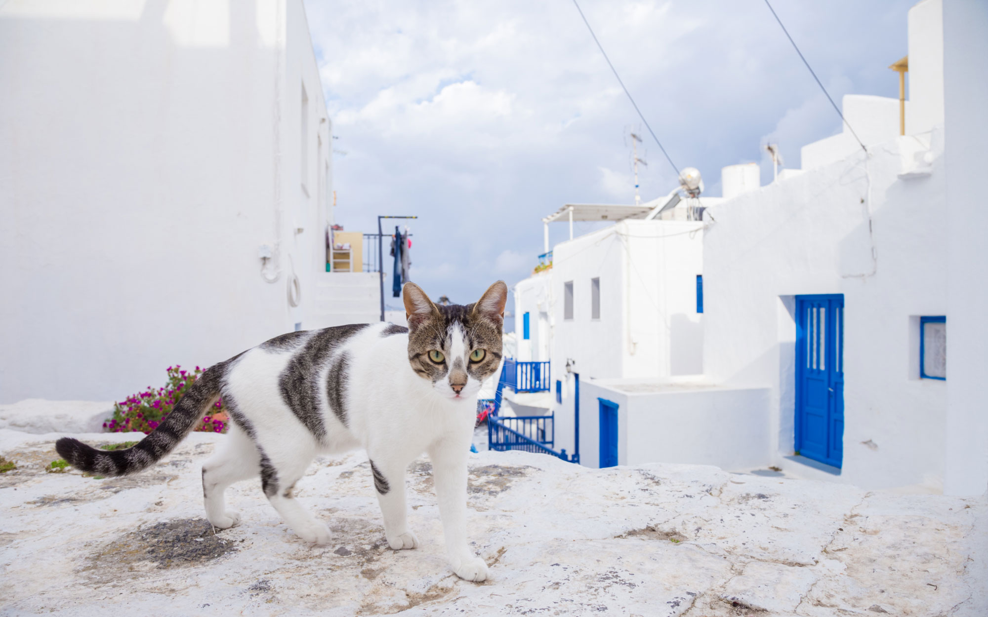 Greece-Trip-Cats-voyager avec un chat
