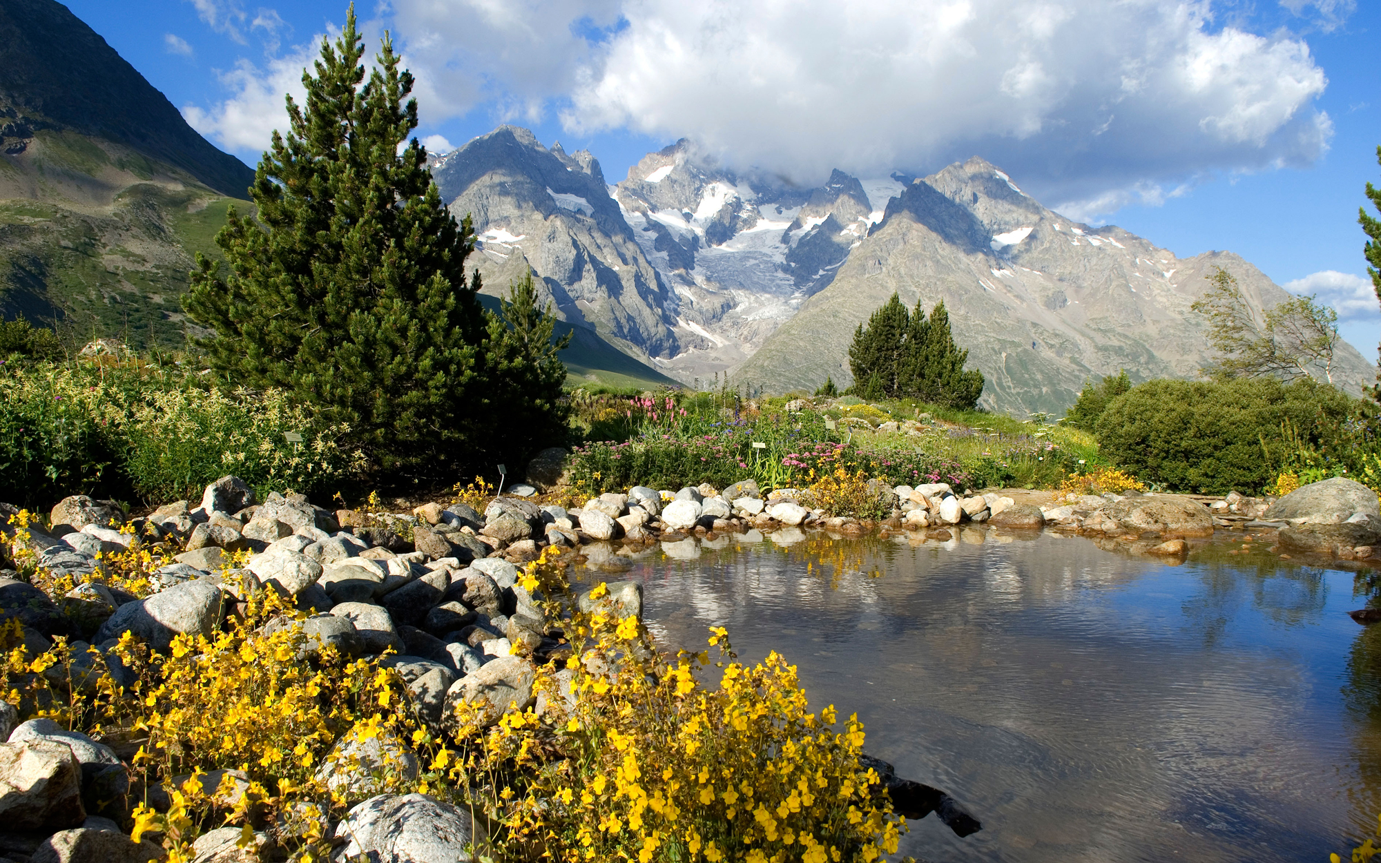 Lautaret-Alpine-France-BOTANIC0616