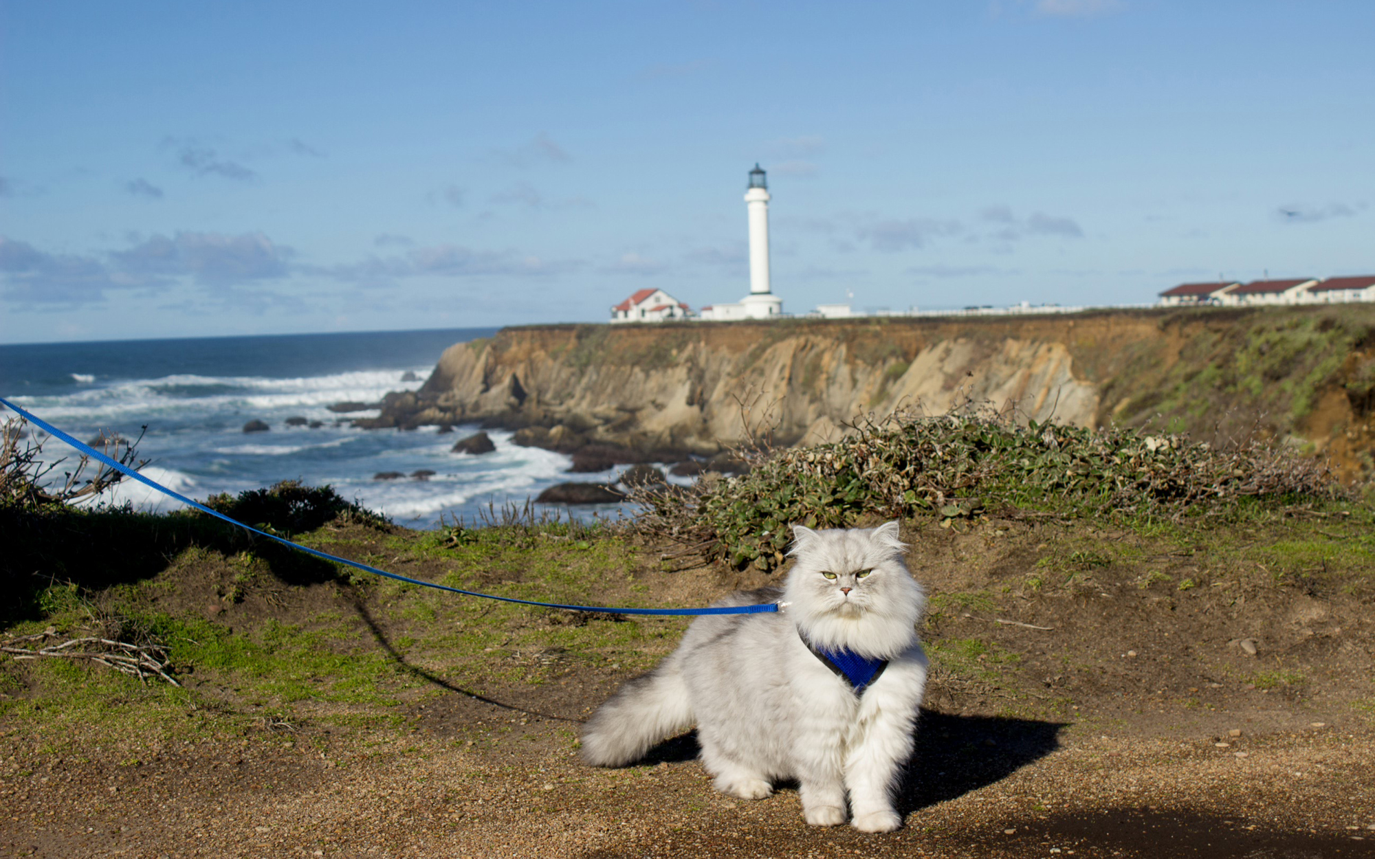 Lighthouse-Cats-voyager avec un chat
