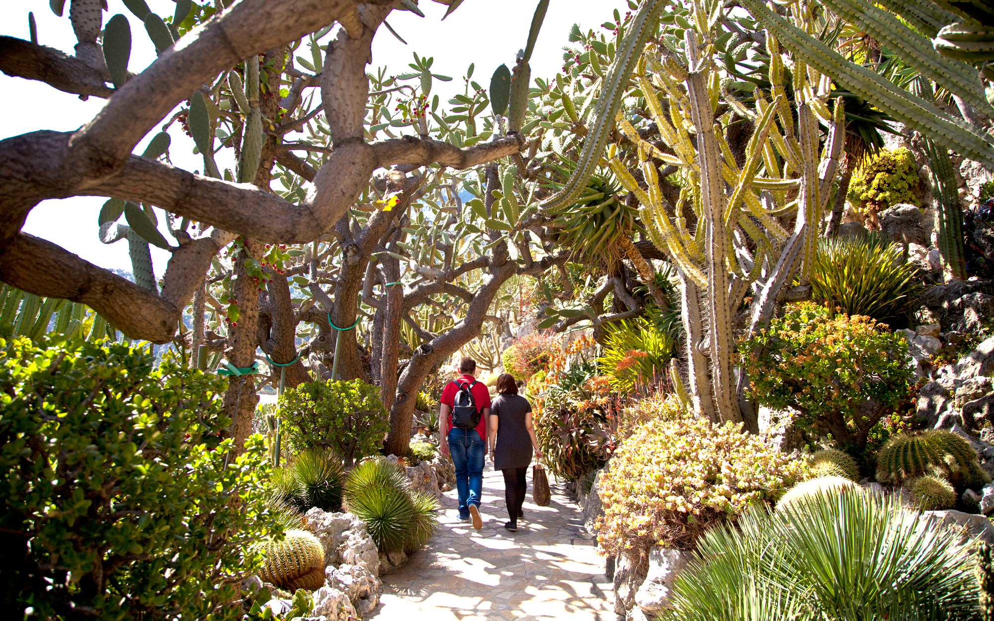 Monaco-Exotic-BOTANIC0616