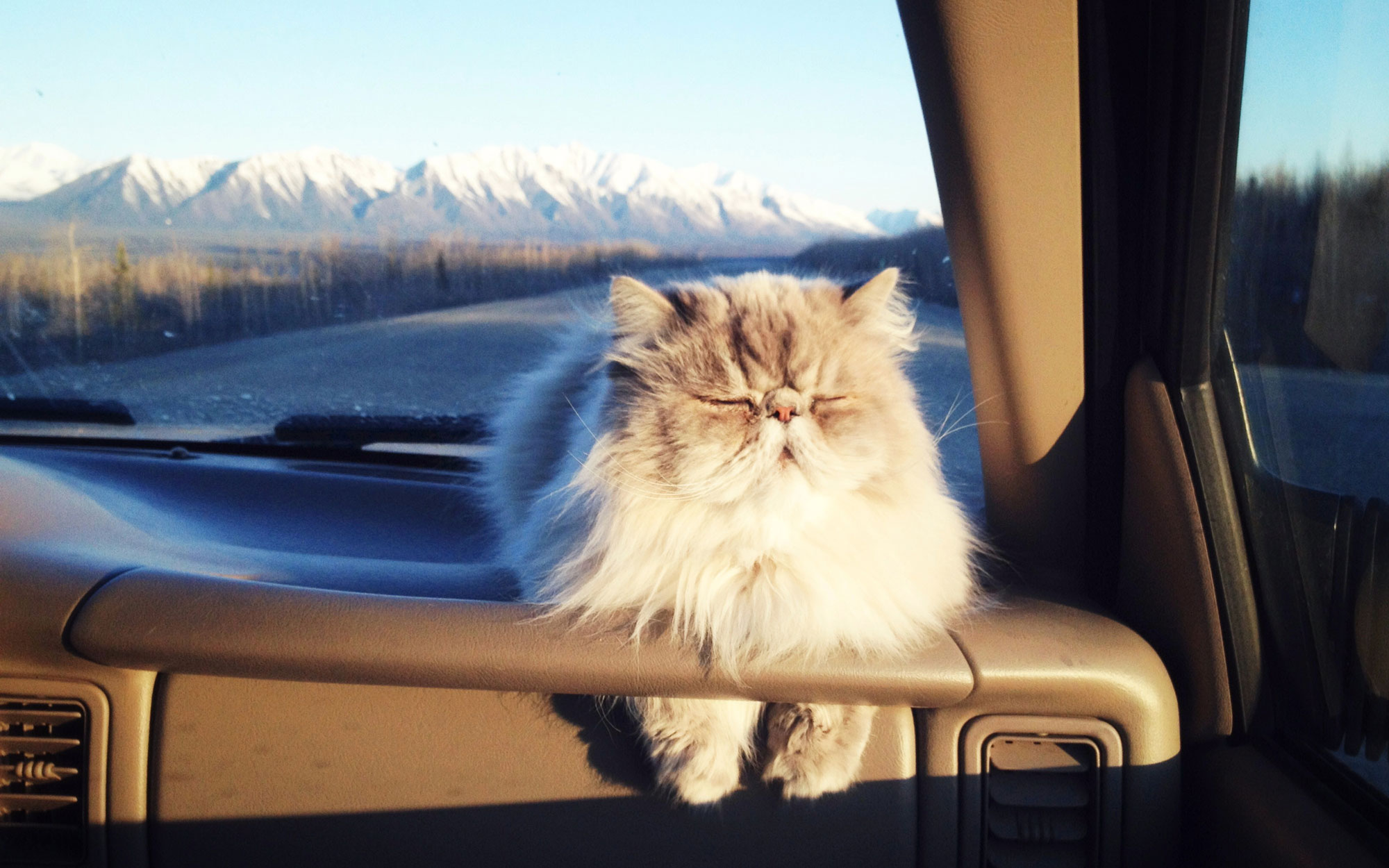 Road-Trip-Cats-voyager avec un chat