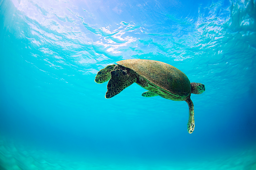 surf