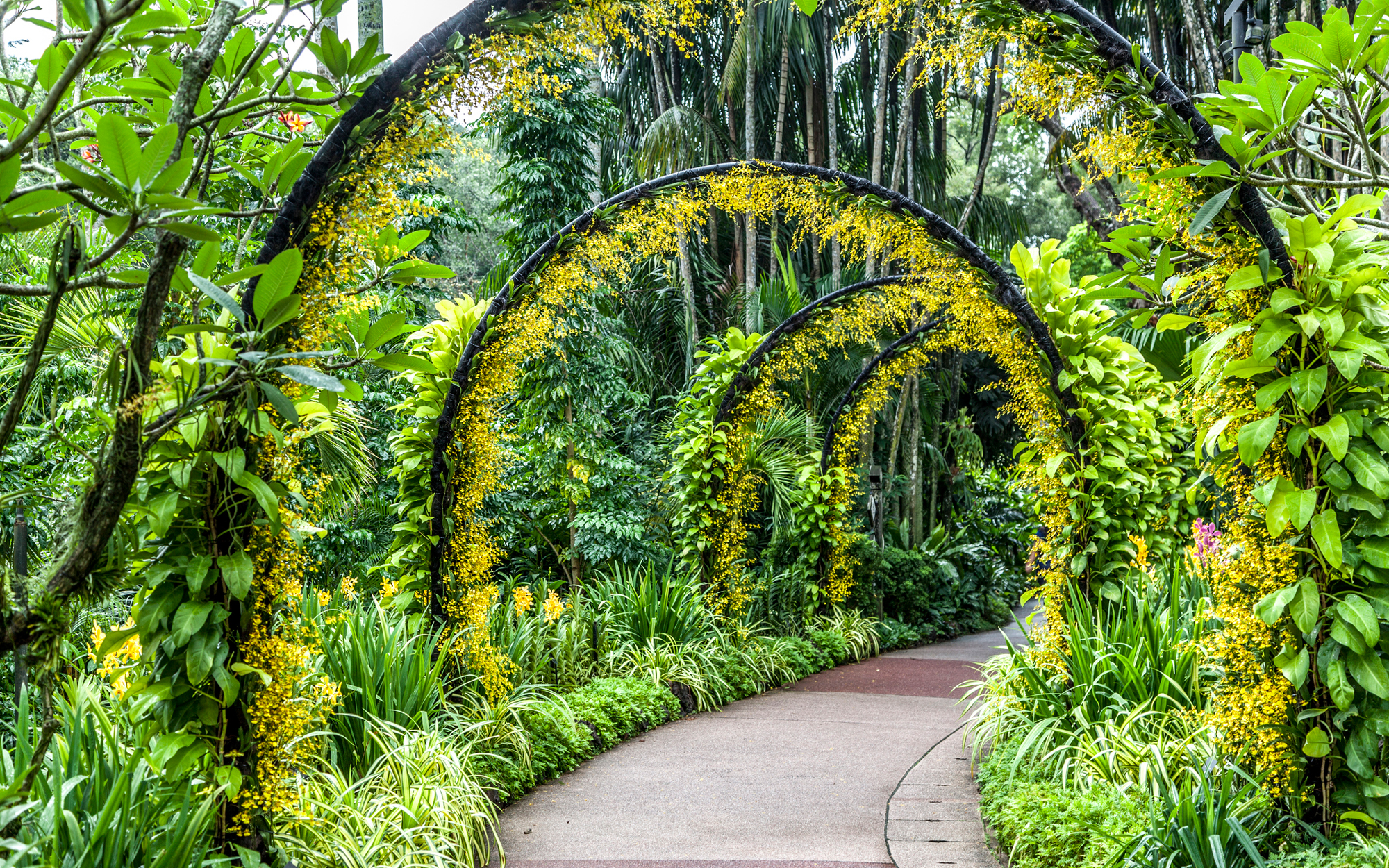 Singapore-BOTANIC0616