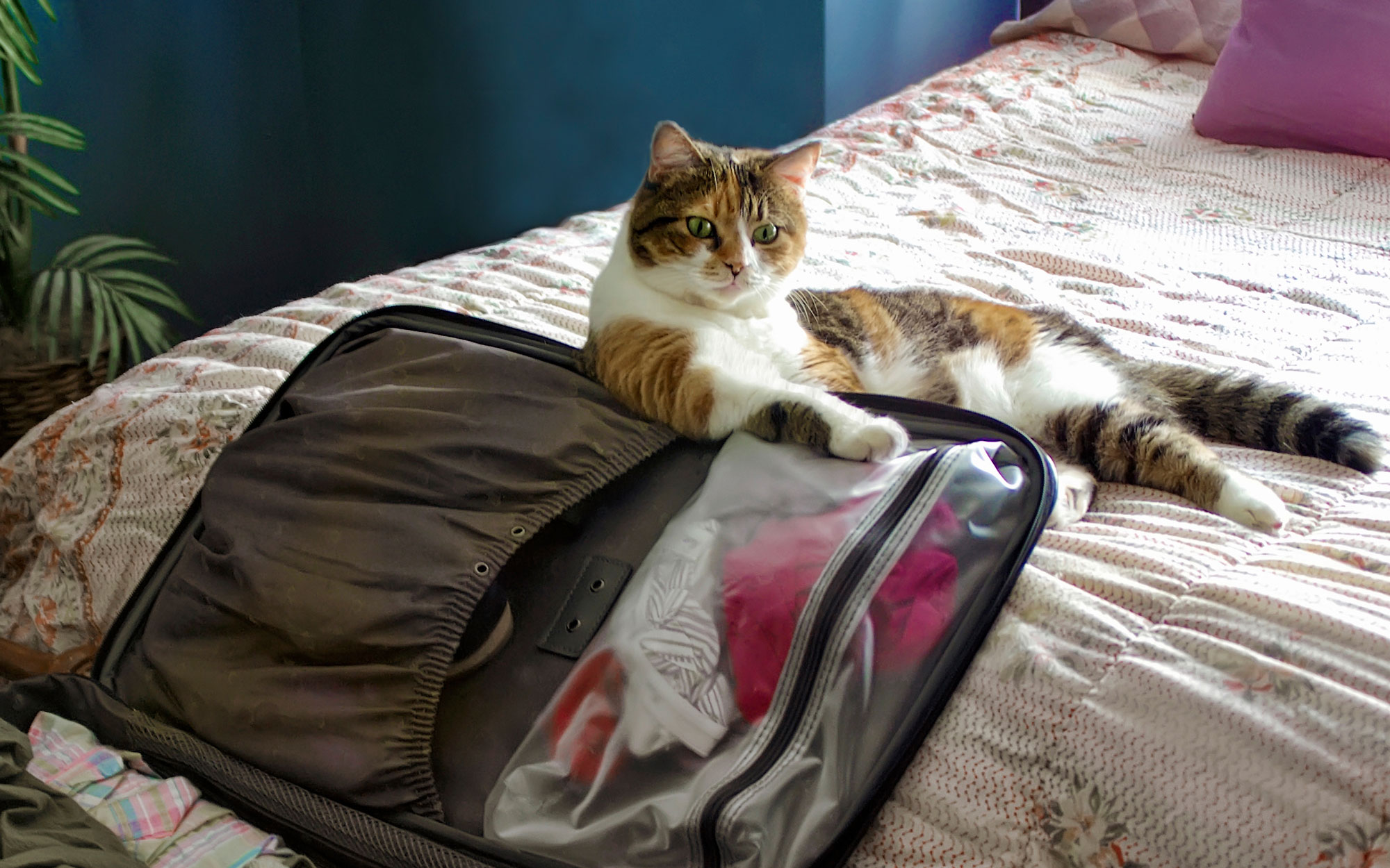 Travel-Packing-Cats-voyager avec un chat