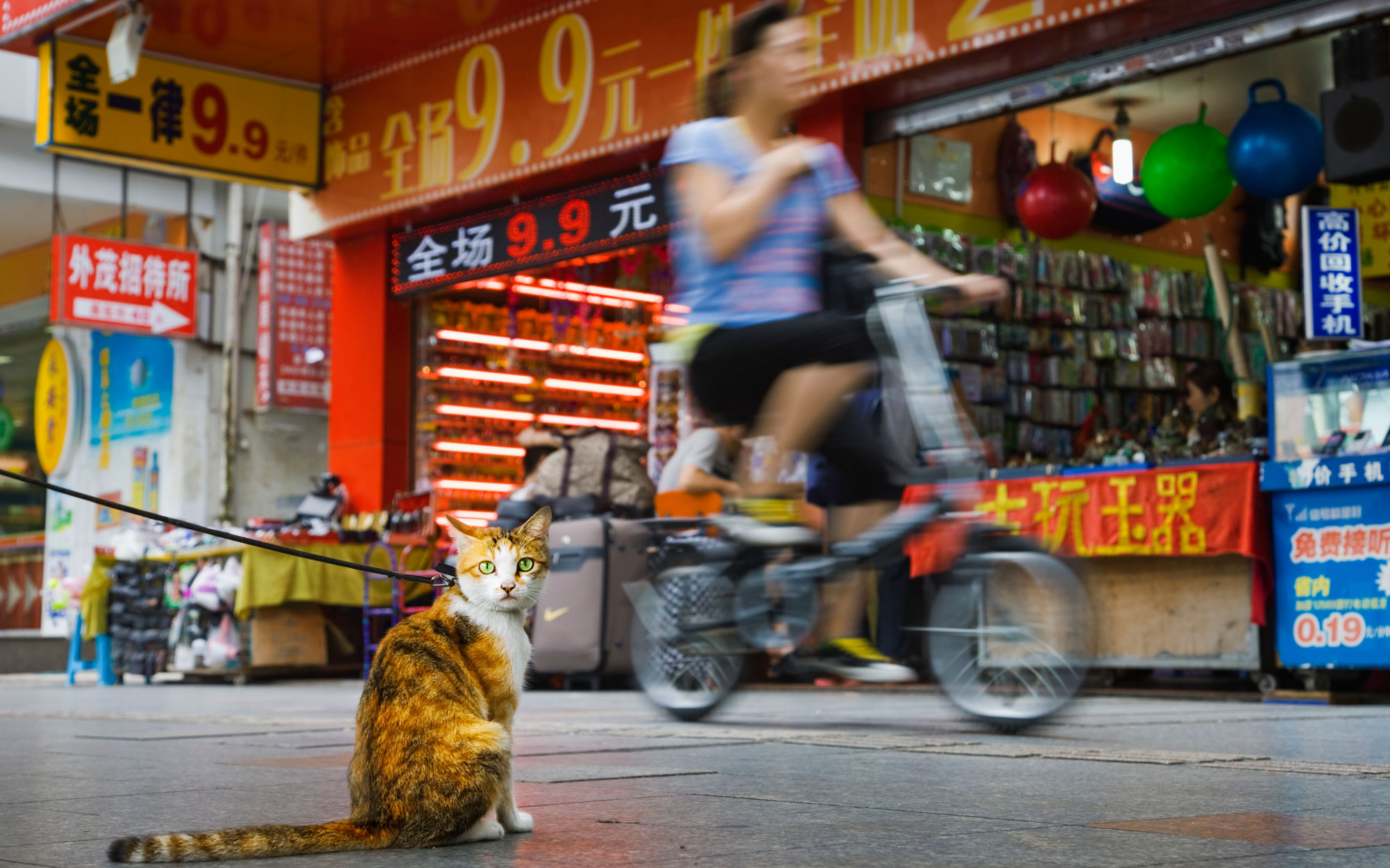 Travel-Shenzhen-Cats-voyager avec un chat