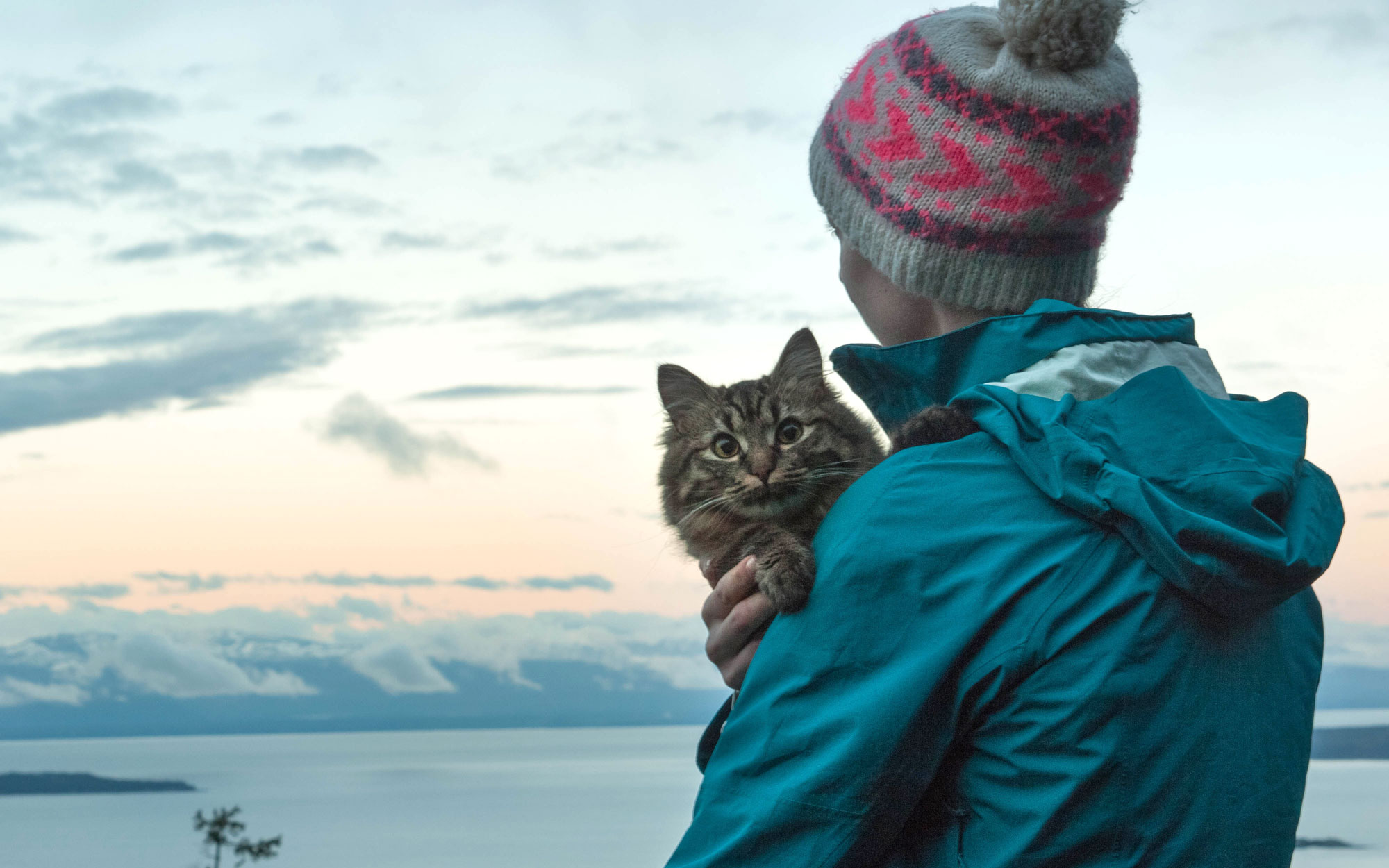 Travel-Views-Cats-voyager avec un chat