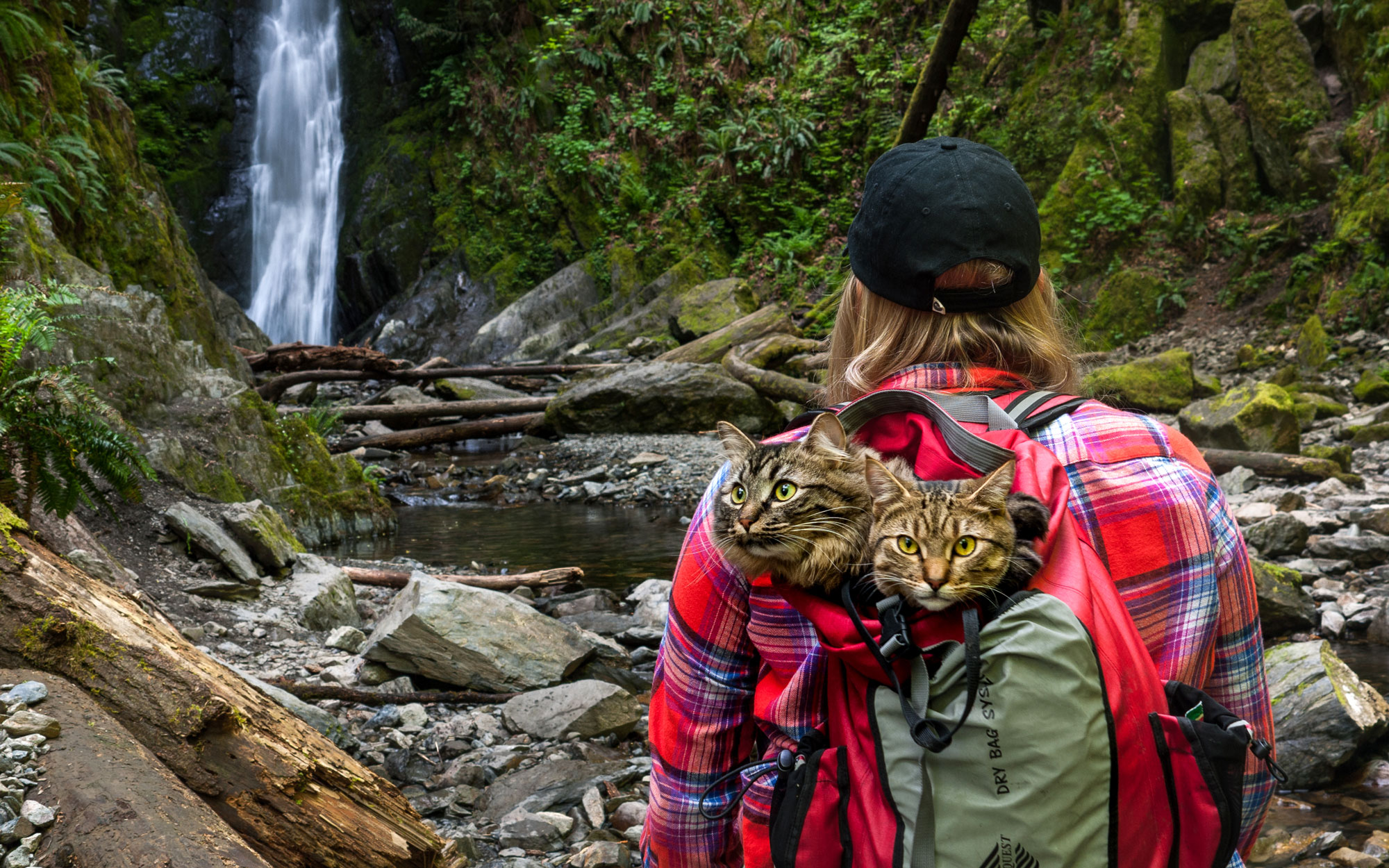 Waterfall-Hike-Cats-voyager avec un chat