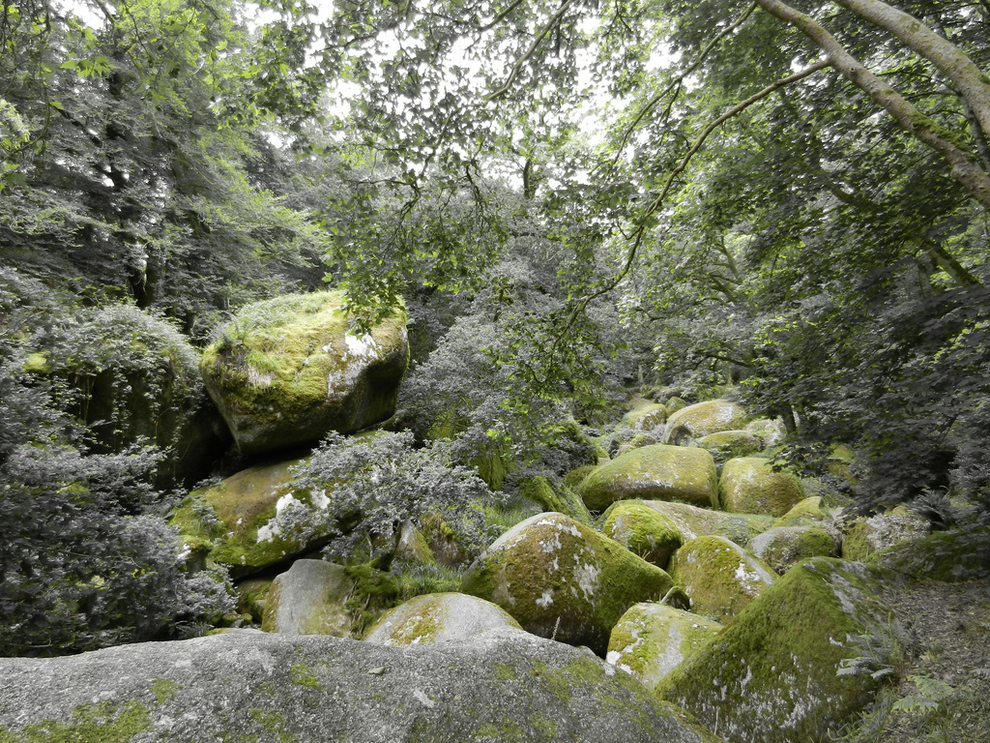 foret
