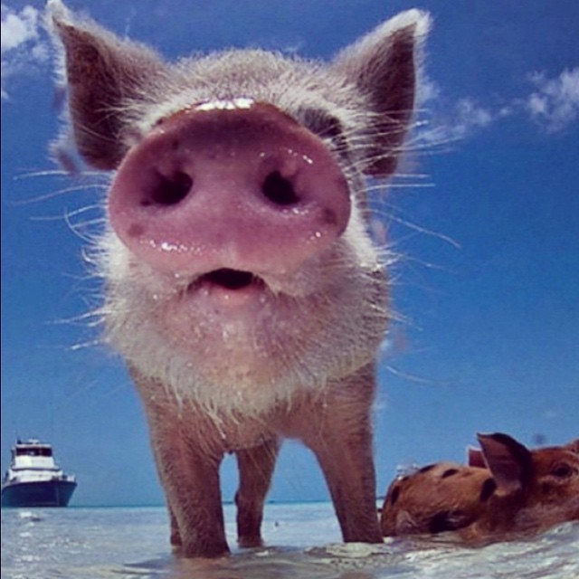 pig