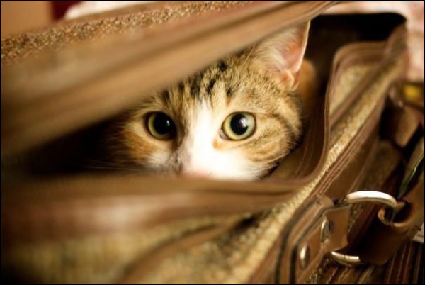 Illustration : 13 conseils : voyager avec un chat