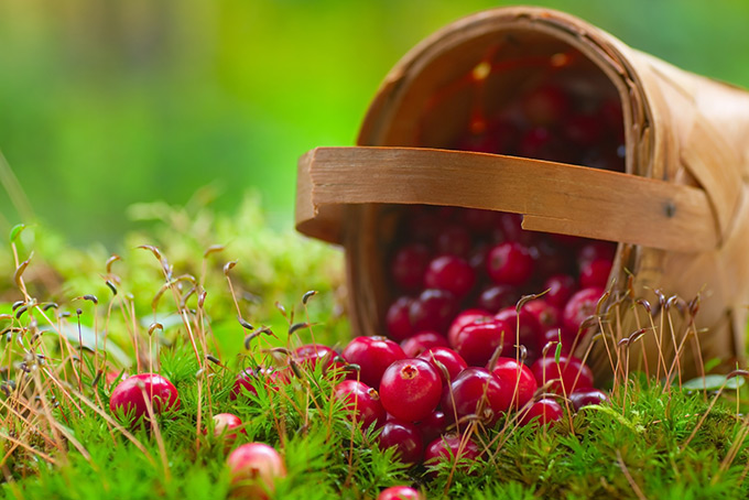 680-cranberries-basket