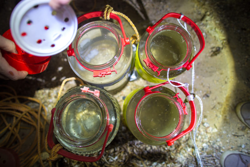 jars-800x533