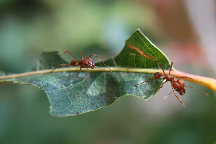 ants