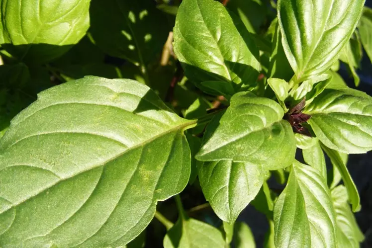 basil
