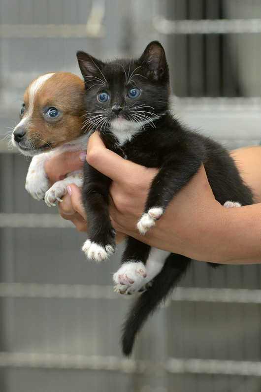puppykitten5